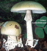 Grüner Knollenblätterpilz