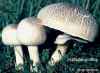 PERLHUHNEGERLING (AGARICUS PLACOMYCES)